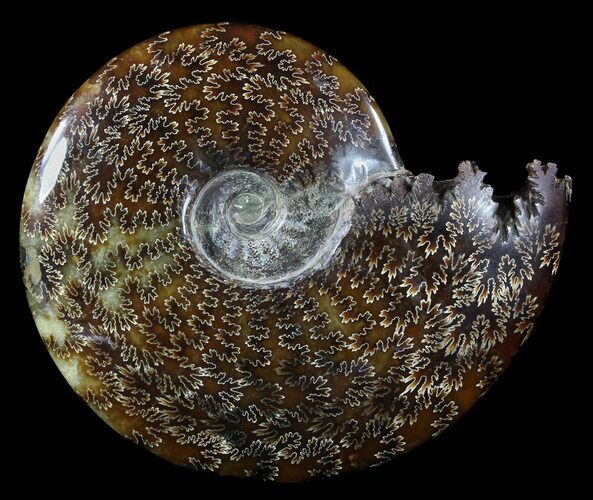 Polished, Agatized Ammonite (Cleoniceras) - Madagascar #54415